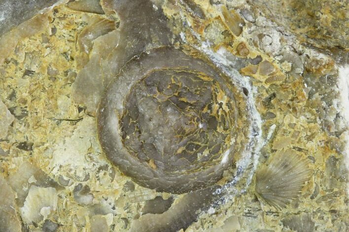 Edrioasteroid On Brachiopod Shell- Ontario #110540